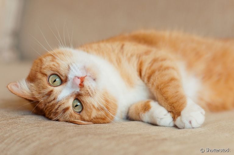 Gatos domésticos ficam muito mais seguros quando são criados dentro de casa sem acesso às ruas