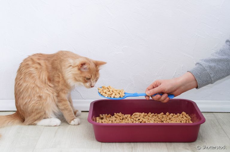 O granulado de madeira é um tipo de areia para gatos que é mais sustentável e econômico