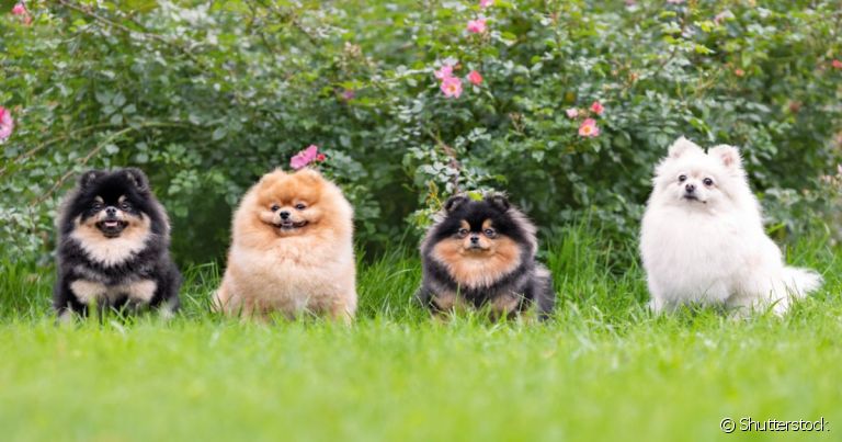 As cores do Lulu da Pomerânia são bem diversificadas