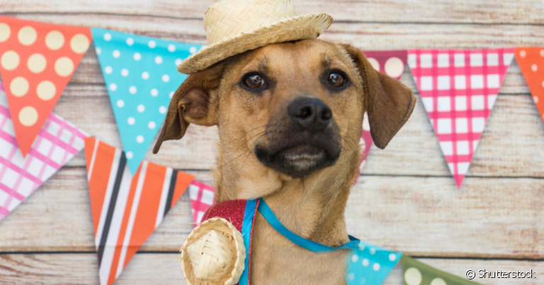  Para fazer uma festa junina pet, é importante saber quais comidas típicas o cachorro pode ou não comer 