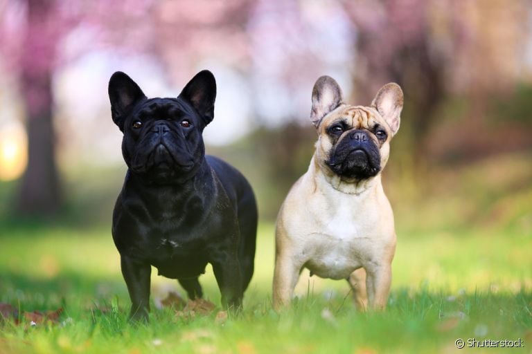 O pedigree de cachorro certifica que o animal pertence a uma determinada raça