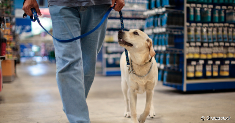 Lugares pet friendly permitem que cães frequentem os mesmos espaços que seus tutores de maneira confortável