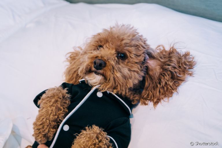 O pijama para cachorro deve ser confortável e com um tecido leve