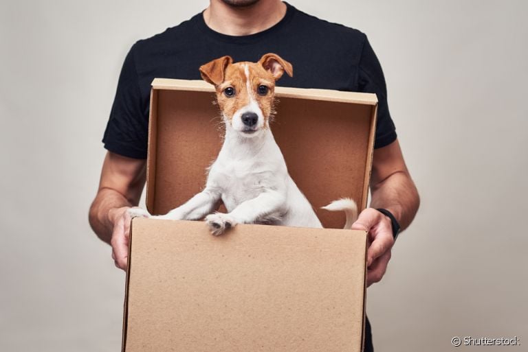 Dar um cachorro de presente nem sempre é uma boa ideia. Entenda o motivo