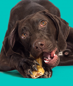 Pode dar osso para cachorro? infográfico mostra os prós e contras