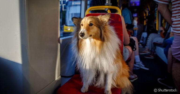 É importante saber se pode levar cachorro no transporte público e quais são as leis em cada cidade