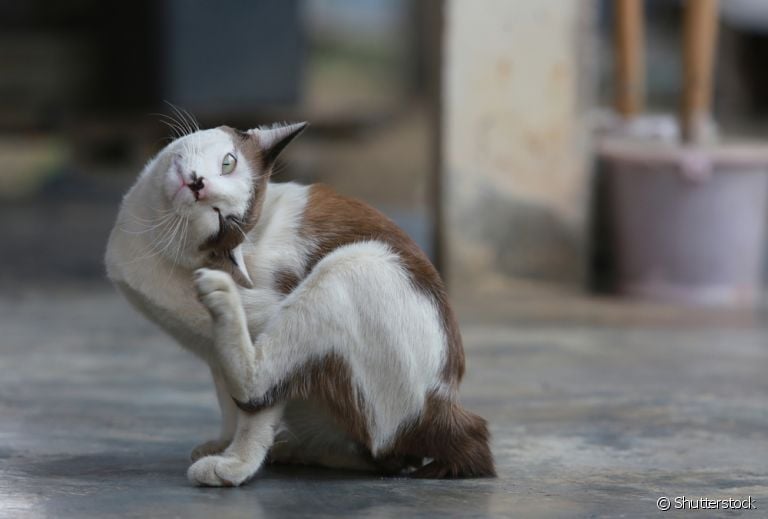 A pulga de gato causa coceira e outros incômodos