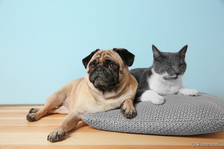 O cachorro come fezes de gato por vários motivos, desde déficit nutricional até curiosidade