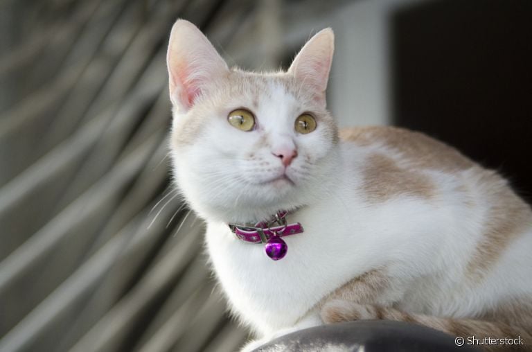 A coleira com guizo incomoda os ouvidos do gato e, a longo prazo, pode causar surdez