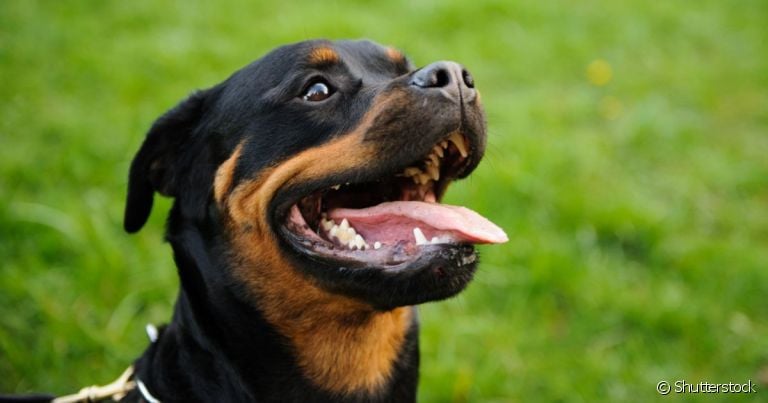 Para definir qual é o cachorro mais forte do mundo podemos comparar a força de mordida de cada raça