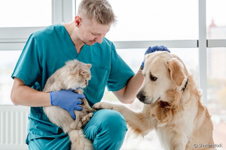 Veterinário dermatologista, cardiologista, ortopedista... essas são algumas das especialidades veterinárias