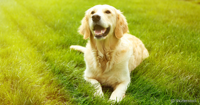 As raças de cachorro submisso, como Labrador e Golden, costumam ser mais dóceis, apegadas e obedientes ao tutor