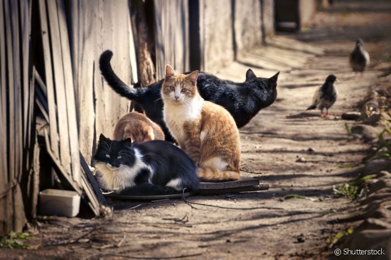  O gato abandonado precisa de uma série de cuidados antes de ser resgatado. Saiba quais são eles