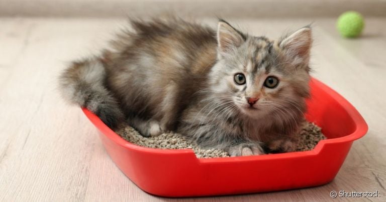 Gatos são higiênicos e criteriosos até na hora de usarem a caixa de areia