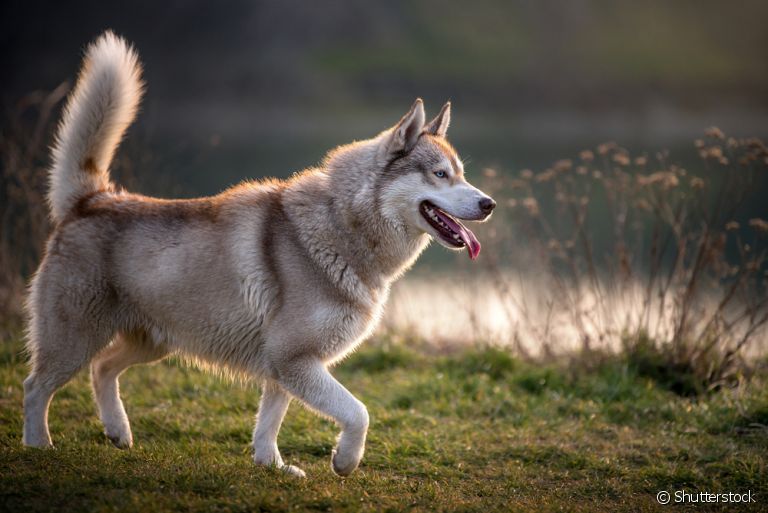 O Husky Siberiano tem uma boa expectativa de vida, mas demanda certos cuidados para isso
