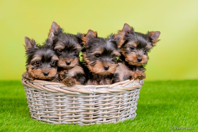 O filhote de Yorkshire costuma ter dois ou três irmãozinhos por gestação, mas o número pode chegar a cinco