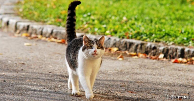 O rabo do gato é uma dentre as várias partes do corpo felino que são repletas de curiosidades
