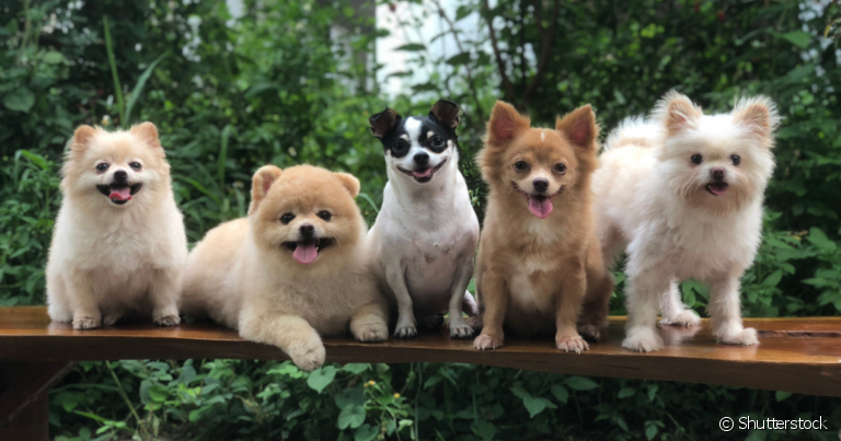 Existem diversas raças de cachorro espalhadas por aí com características diferentes entre si