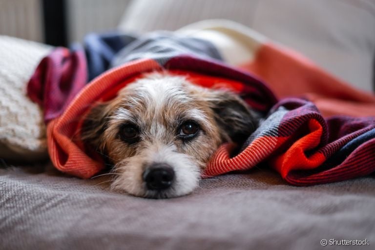 O refluxo em cachorro pode ter causas genéticas ou ser causado por alimentações rápidas e em grande quantidade