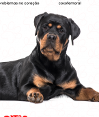 Rottweiler: conheça todas as características da raça de cachorro grande neste infográfico
