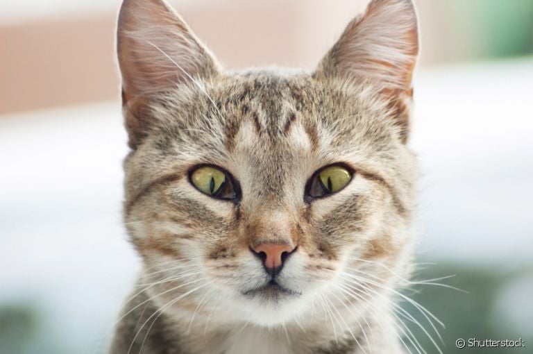 Terceira pálpebra: gato com a membrana para fora pode ser um caso de síndrome de haw