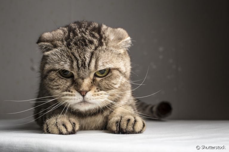 Gato estressado pode ficar mal-humorado, apático e ter outras mudanças comportamentais
