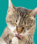 Toxoplasmose: infográfico mostra como é o desenvolvimento da "doença do gato"