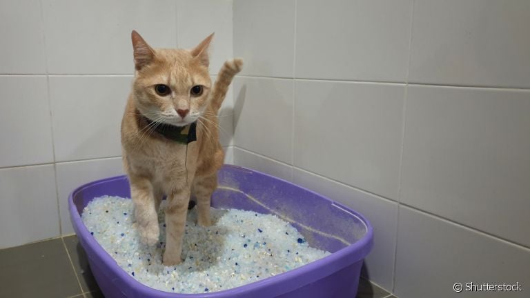 A areia sílica para gatos é um tipo de substrato para o animal fazer suas necessidades na caixinha