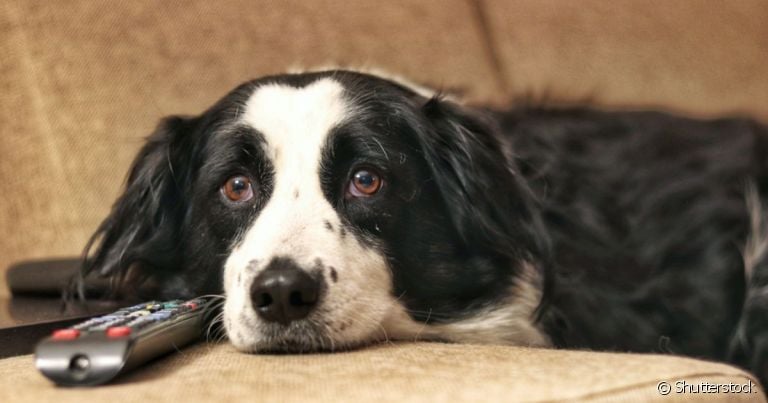 A TV para cachorro precisa ter estímulos que chamam a atenção do pet