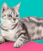 Veja em infográfico as fases da gestação de gato