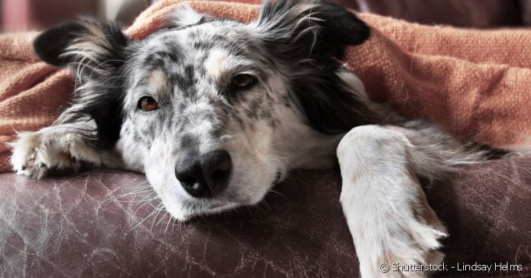 As larvas podem viver por até 7 anos no corpo do cão hospedeiro.