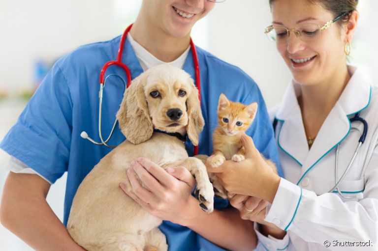 O veterinário dermatologista ajuda a diagnosticar e tratar uma série de doenças de pele em cães e gatos