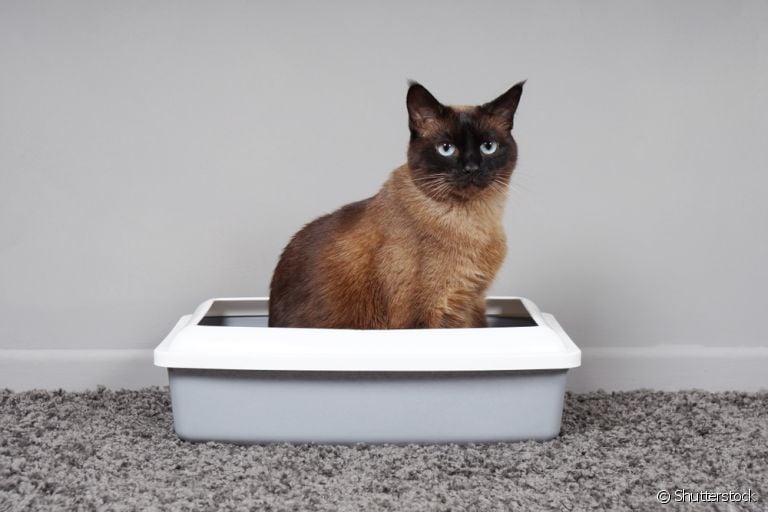 O xixi de gato tem alta concentração de ureia porque os gatos bebem pouca água