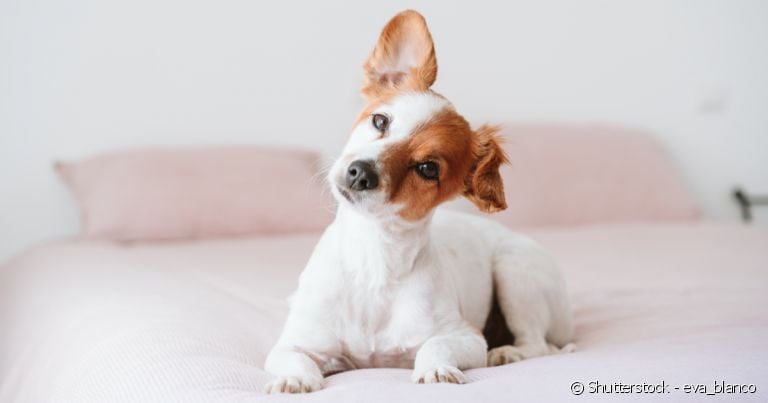 Cachorras de porte pequeno combinam com nomes curtinhos, que também são mais fáceis de serem compreendidos.