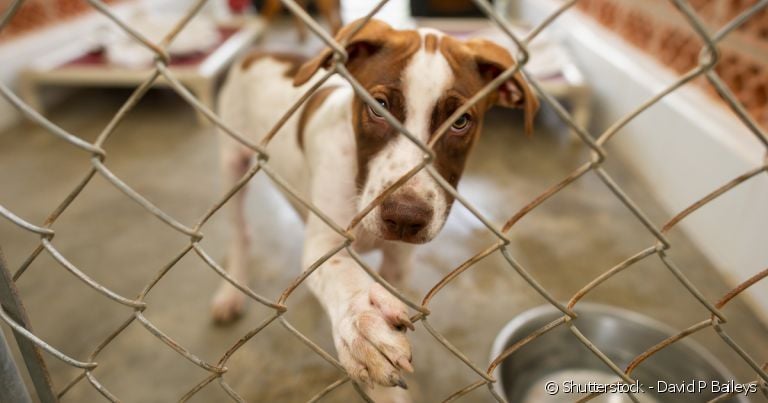 Antes de se render à vontade de levar um cãozinho para casa, reflita sobre as responsabilidades da adoção de cachorro.