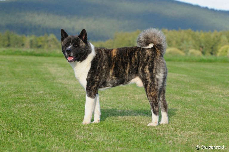 O Akita Americano tem um padrão de pelagem diferente do Akita Inu