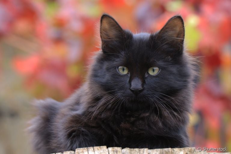 A alopecia em gatos acontece quando os pelos do animal caem excessivamente