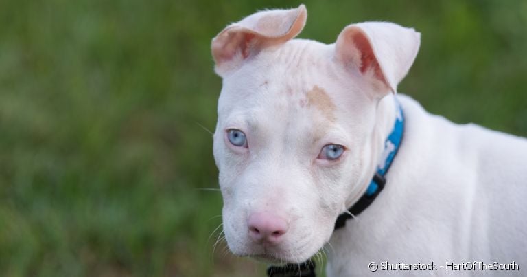 O albinismo em cachorro tem como características o pelo branco e a pele bem clarinha por baixo da pelagem