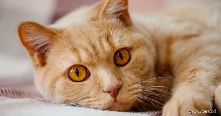 A anisocoria em gatos é uma condição que pode acometer os olhos do bichano