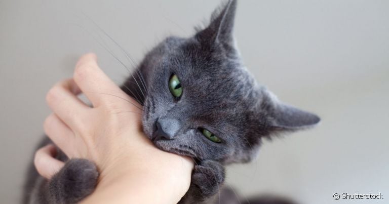  O gato mordendo é um comportamento que deve ser evitado para que não se torne algo frequente 