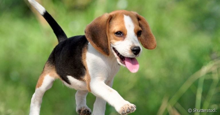 A raça Beagle é animada e traz diversão para a família desde os primeiros meses de vida