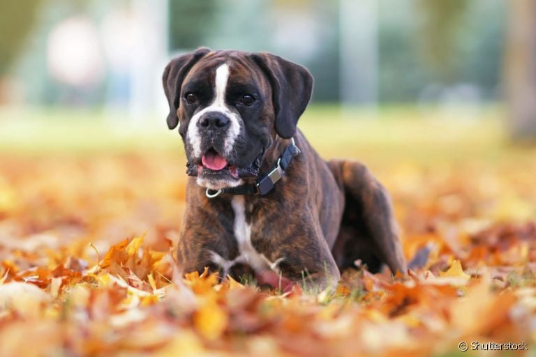 O bico de papagaio em cachorro, ou espondilose, é uma formação óssea que pode aparecer na coluna vertebral do cachorro