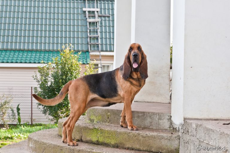 O Bloodhound - ou cão de Santo Humberto - é uma raça grande, mas muito amigável