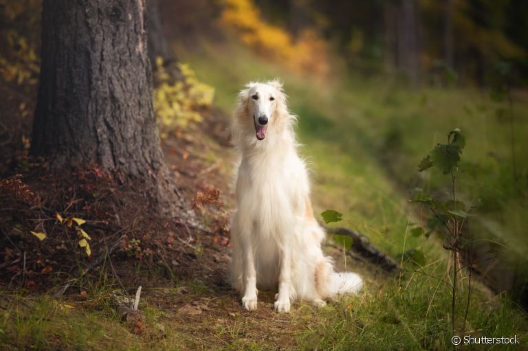 O Borzoi é um cachorro com aparência esbelta e elegante, originário da Rússia