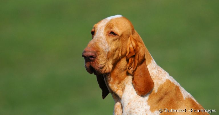 O Braco-Italiano tem cabeça proporcional, grandes orelhas pendentes, olhos caídos e bochechas longas.