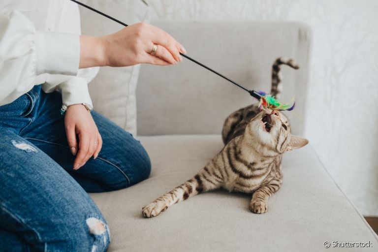 Existem várias brincadeiras para gatos fáceis de colocar em prática