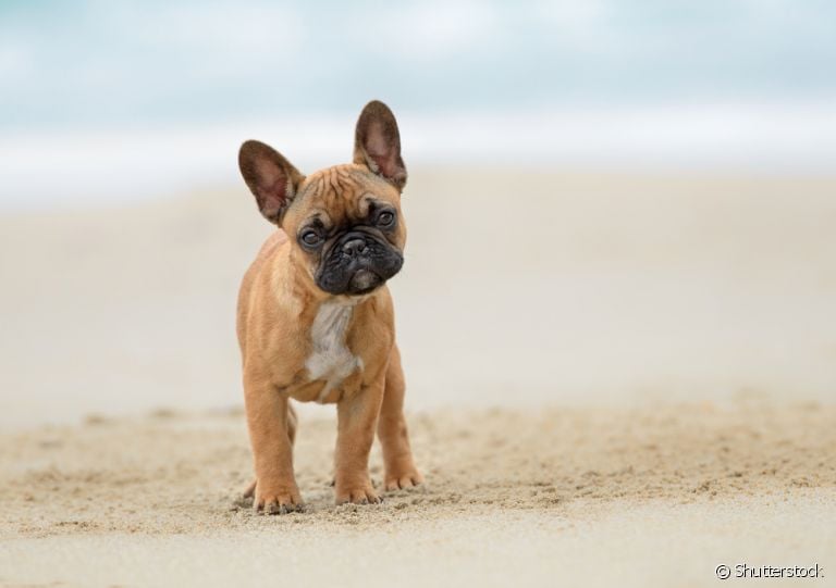As cores de Bulldog Francês não são tão variadas como muitos pensam. O fulvo é a principal