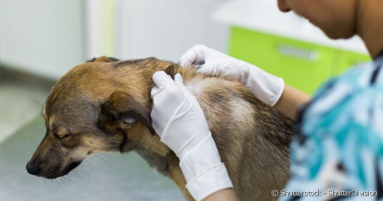 Calazar é o nome mais popular da leishmaniose canina, uma doença causada pelo protozoário do gênero Leishmania.
