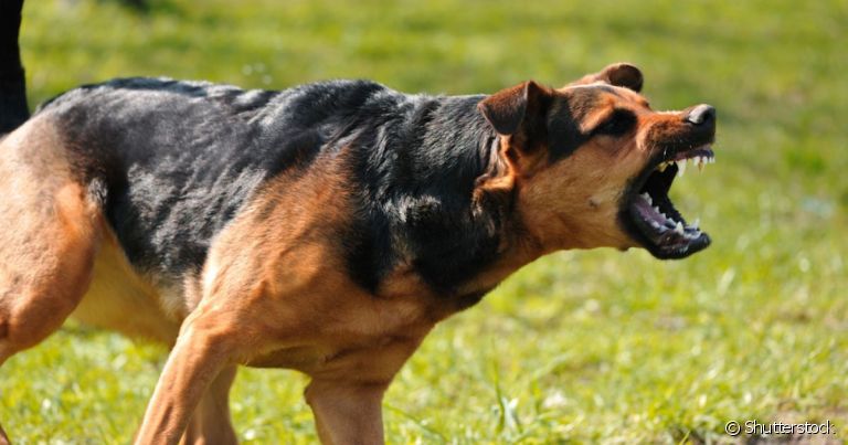 O cachorrro com o pelo arrepiado é um sinal de ataque, mas a piloereção canina pode ter vários significados