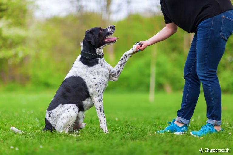 O ranking de inteligência canina leva vários fatores em consideração